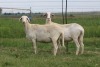 3X EWE DIDYMUS MEATMASTERS (PER PIECE TO TAKE THE LOT) - 2