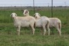 3X EWE DIDYMUS MEATMASTERS (PER PIECE TO TAKE THE LOT) - 3