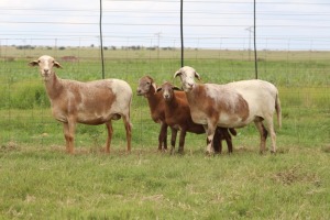 2+2X EWE DIDYMUS MEATMASTERS (PER PIECE TO TAKE THE LOT)