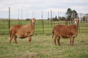 2X EWE DIDYMUS MEATMASTERS (PER PIECE TO TAKE THE LOT)