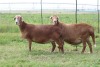 2X EWE DIDYMUS MEATMASTERS (PER PIECE TO TAKE THE LOT) - 2