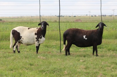 3X EWE DIDYMUS MEATMASTERS (PER PIECE TO TAKE THE LOT)