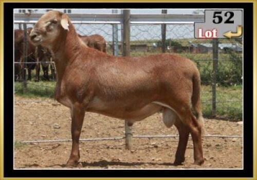 LOT 52 1X MEATMASTER RAM