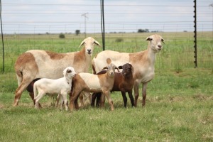 2+4X EWE DIDYMUS MEATMASTERS (PER PIECE TO TAKE THE LOT)