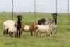2+3X EWE DIDYMUS MEATMASTERS (PER PIECE TO TAKE THE LOT) - 2