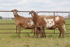3X EWE DIDYMUS MEATMASTERS (PER PIECE TO TAKE THE LOT)