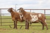 3X EWE DIDYMUS MEATMASTERS (PER PIECE TO TAKE THE LOT) - 2