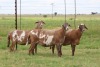 3X EWE DIDYMUS MEATMASTERS (PER PIECE TO TAKE THE LOT) - 3