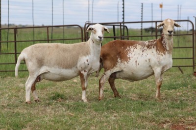 2X EWE DIDYMUS MEATMASTERS (PER PIECE TO TAKE THE LOT)