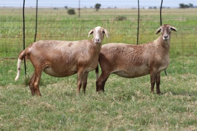 3X EWE DIDYMUS MEATMASTERS (PER PIECE TO TAKE THE LOT)