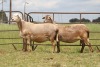 3X EWE DIDYMUS MEATMASTERS (PER PIECE TO TAKE THE LOT) - 2