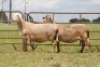 3X EWE DIDYMUS MEATMASTERS (PER PIECE TO TAKE THE LOT) - 2