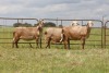 3X EWE DIDYMUS MEATMASTERS (PER PIECE TO TAKE THE LOT) - 3