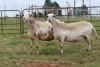 3X EWE DIDYMUS MEATMASTERS (PER PIECE TO TAKE THE LOT)