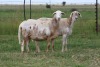 3X EWE DIDYMUS MEATMASTERS (PER PIECE TO TAKE THE LOT) - 2