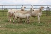 3X EWE DIDYMUS MEATMASTERS (PER PIECE TO TAKE THE LOT) - 3