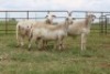 3X EWE DIDYMUS MEATMASTERS (PER PIECE TO TAKE THE LOT) - 3