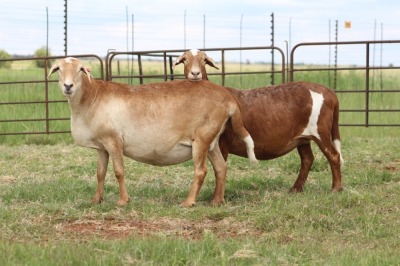 2X EWE DIDYMUS MEATMASTERS (PER PIECE TO TAKE THE LOT)