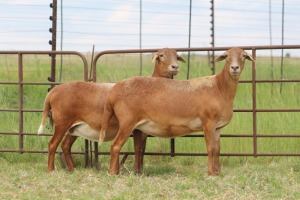 3X EWE DIDYMUS MEATMASTERS (PER PIECE TO TAKE THE LOT)