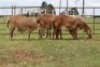 3X EWE DIDYMUS MEATMASTERS (PER PIECE TO TAKE THE LOT) - 3