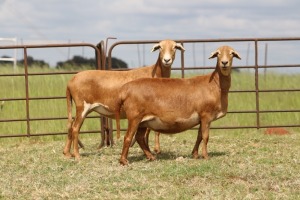 3X EWE DIDYMUS MEATMASTERS (PER PIECE TO TAKE THE LOT)