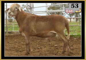 LOT 53 1X MEATMASTER RAM