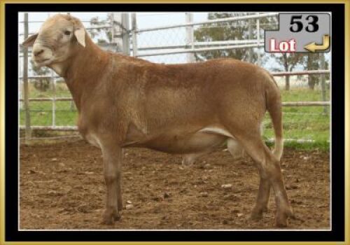 LOT 53 1X MEATMASTER RAM