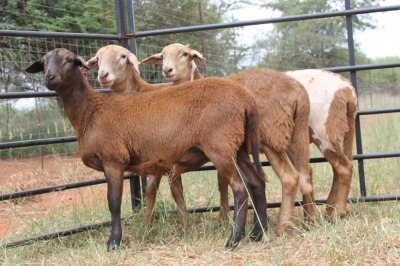 LOT 26 3X MEATMASTER OOI/EWE KLIPPUT MEATMASTERS(PER STUK OM LOT TE NEEM/PER PIECE TO TAKE THE LOT)