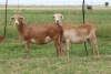 3X EWE DIDYMUS MEATMASTERS (PER PIECE TO TAKE THE LOT) - 2