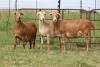 3X EWE DIDYMUS MEATMASTERS (PER PIECE TO TAKE THE LOT) - 3