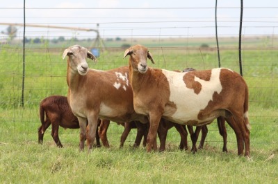 2+4X EWE DIDYMUS MEATMASTERS (PER PIECE TO TAKE THE LOT)