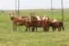 2+4X EWE DIDYMUS MEATMASTERS (PER PIECE TO TAKE THE LOT) - 2