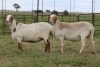 3X EWE DIDYMUS MEATMASTERS (PER PIECE TO TAKE THE LOT)