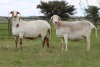 3X EWE DIDYMUS MEATMASTERS (PER PIECE TO TAKE THE LOT) - 2