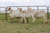 3X EWE DIDYMUS MEATMASTERS (PER PIECE TO TAKE THE LOT) - 3