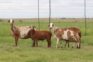 2+2X EWE DIDYMUS MEATMASTERS (PER PIECE TO TAKE THE LOT)