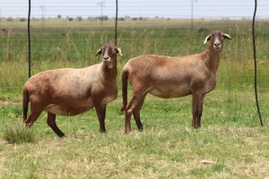 3X EWE DIDYMUS MEATMASTERS (PER PIECE TO TAKE THE LOT)