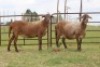 3X EWE DIDYMUS MEATMASTERS (PER PIECE TO TAKE THE LOT) - 2