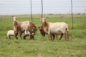 2+4X EWE DIDYMUS MEATMASTERS (PER PIECE TO TAKE THE LOT)