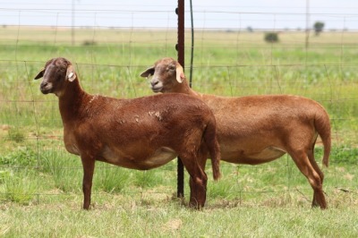 3X EWE DIDYMUS MEATMASTERS (PER PIECE TO TAKE THE LOT)