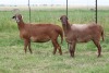 3X EWE DIDYMUS MEATMASTERS (PER PIECE TO TAKE THE LOT) - 2