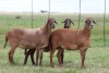 3X EWE DIDYMUS MEATMASTERS (PER PIECE TO TAKE THE LOT) - 3