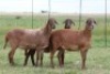 3X EWE DIDYMUS MEATMASTERS (PER PIECE TO TAKE THE LOT) - 3