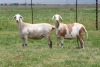 3X EWE DIDYMUS MEATMASTERS (PER PIECE TO TAKE THE LOT)