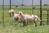 3X EWE DIDYMUS MEATMASTERS (PER PIECE TO TAKE THE LOT) - 2