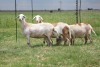 3X EWE DIDYMUS MEATMASTERS (PER PIECE TO TAKE THE LOT) - 3