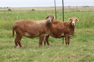 3X EWE DIDYMUS MEATMASTERS (PER PIECE TO TAKE THE LOT)