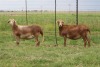 3X EWE DIDYMUS MEATMASTERS (PER PIECE TO TAKE THE LOT) - 2