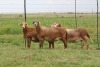 3X EWE DIDYMUS MEATMASTERS (PER PIECE TO TAKE THE LOT) - 3