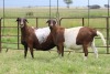 3X EWE DIDYMUS MEATMASTERS (PER PIECE TO TAKE THE LOT) - 2